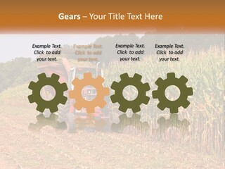 A Red Tractor Driving Down A Road Next To A Corn Field PowerPoint Template