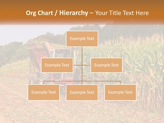 A Red Tractor Driving Down A Road Next To A Corn Field PowerPoint Template