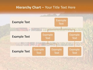 A Red Tractor Driving Down A Road Next To A Corn Field PowerPoint Template