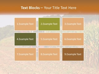 A Red Tractor Driving Down A Road Next To A Corn Field PowerPoint Template