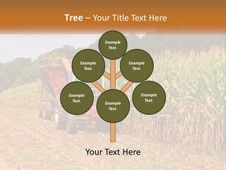 A Red Tractor Driving Down A Road Next To A Corn Field PowerPoint Template