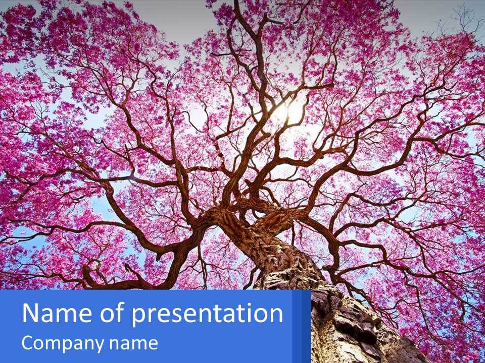 A Tree With Pink Leaves Is Shown In This Powerpoint Presentation PowerPoint Template