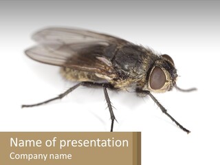 A Close Up Of A Fly On A White Background PowerPoint Template