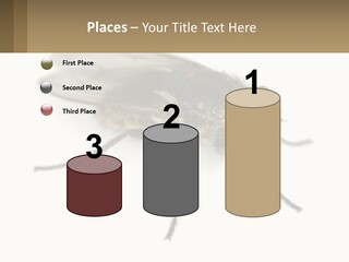 A Close Up Of A Fly On A White Background PowerPoint Template