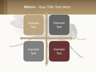 A Close Up Of A Fly On A White Background PowerPoint Template