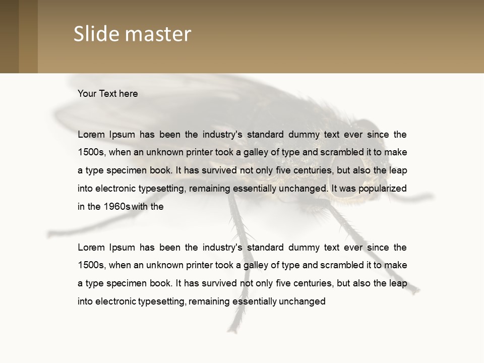 A Close Up Of A Fly On A White Background PowerPoint Template