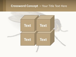 A Close Up Of A Fly On A White Background PowerPoint Template