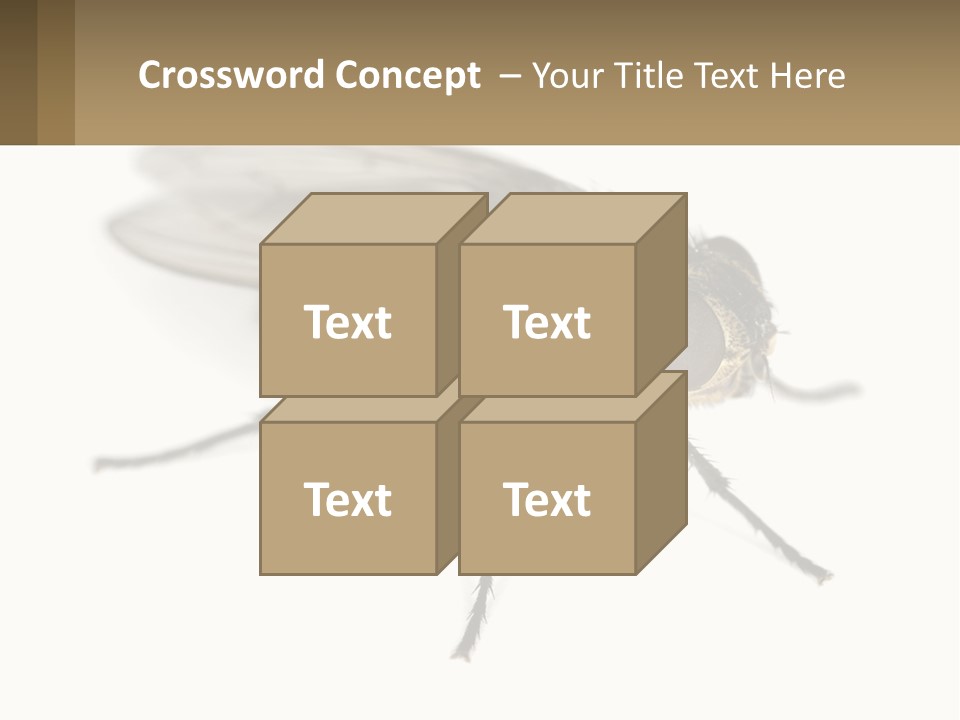 A Close Up Of A Fly On A White Background PowerPoint Template