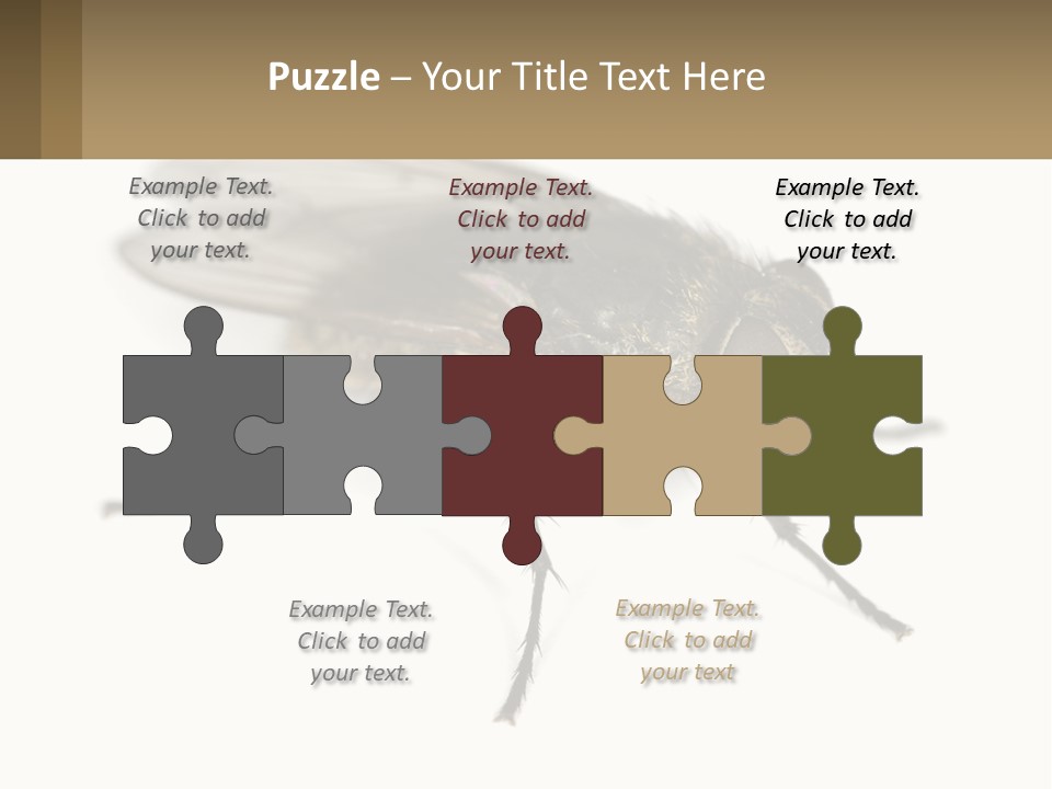 A Close Up Of A Fly On A White Background PowerPoint Template