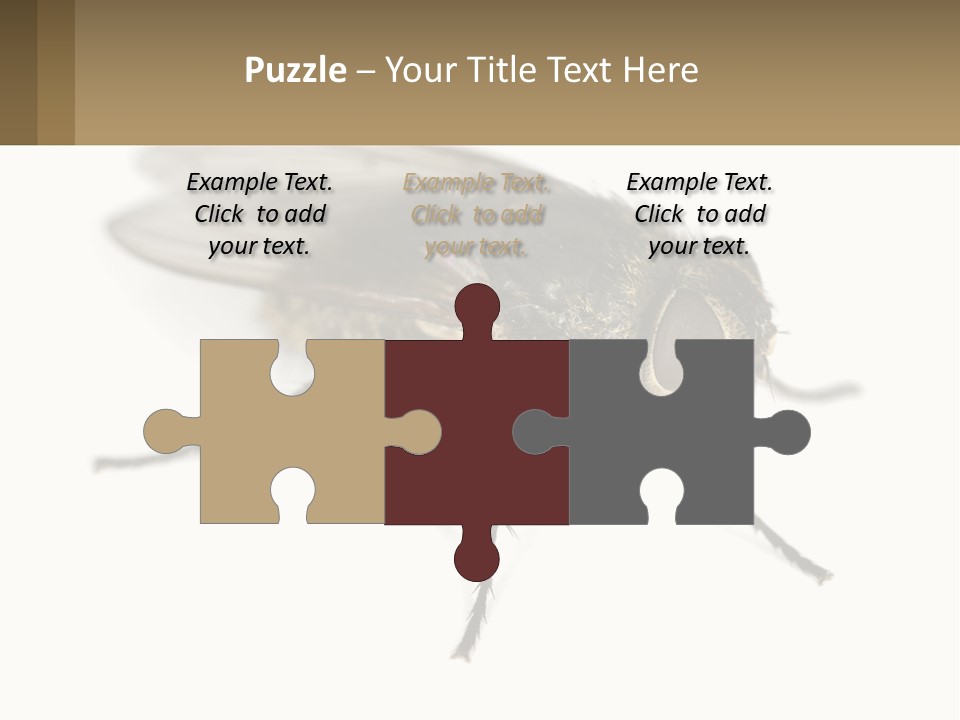 A Close Up Of A Fly On A White Background PowerPoint Template