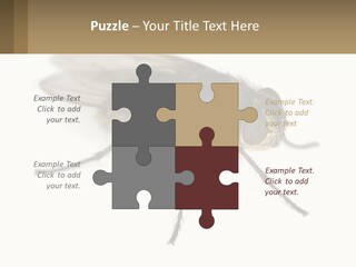 A Close Up Of A Fly On A White Background PowerPoint Template