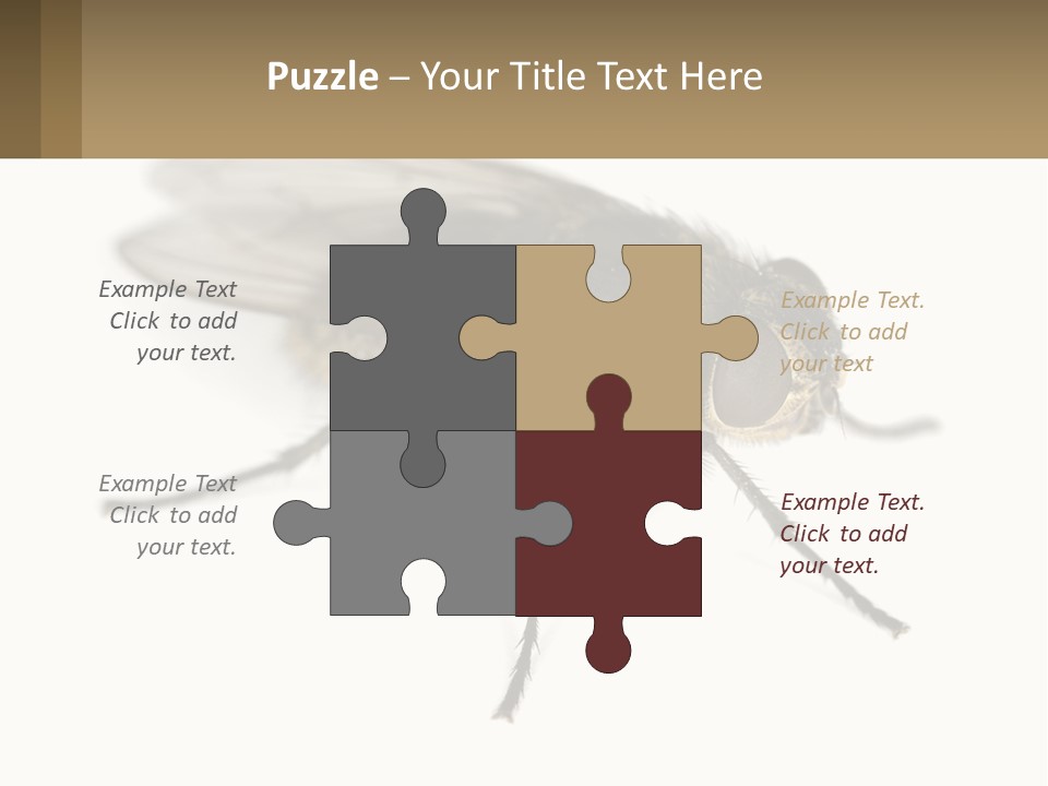 A Close Up Of A Fly On A White Background PowerPoint Template