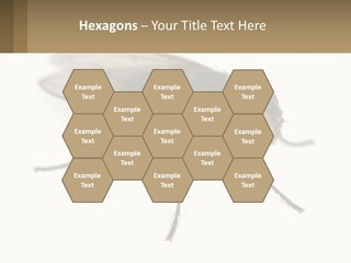 A Close Up Of A Fly On A White Background PowerPoint Template