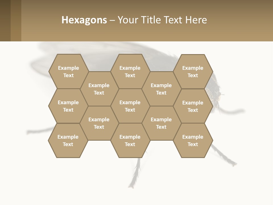 A Close Up Of A Fly On A White Background PowerPoint Template