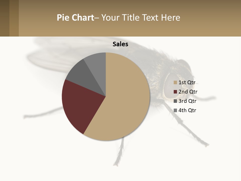 A Close Up Of A Fly On A White Background PowerPoint Template
