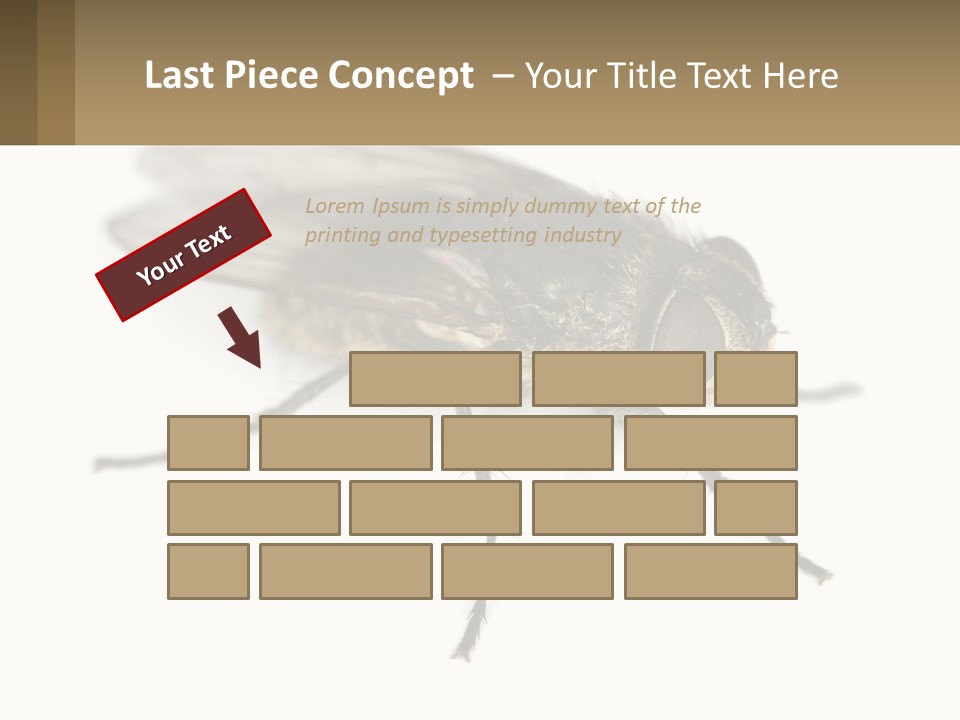 A Close Up Of A Fly On A White Background PowerPoint Template