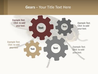 A Close Up Of A Fly On A White Background PowerPoint Template