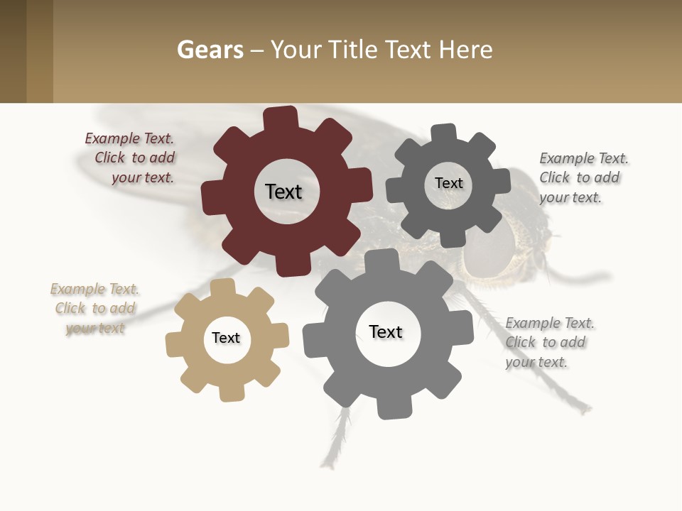 A Close Up Of A Fly On A White Background PowerPoint Template