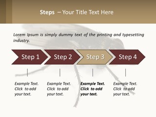 A Close Up Of A Fly On A White Background PowerPoint Template