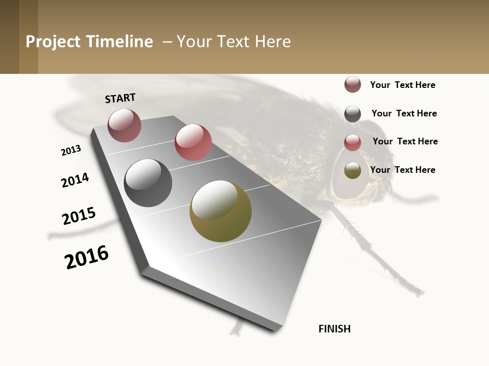 A Close Up Of A Fly On A White Background PowerPoint Template