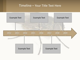 A Close Up Of A Fly On A White Background PowerPoint Template