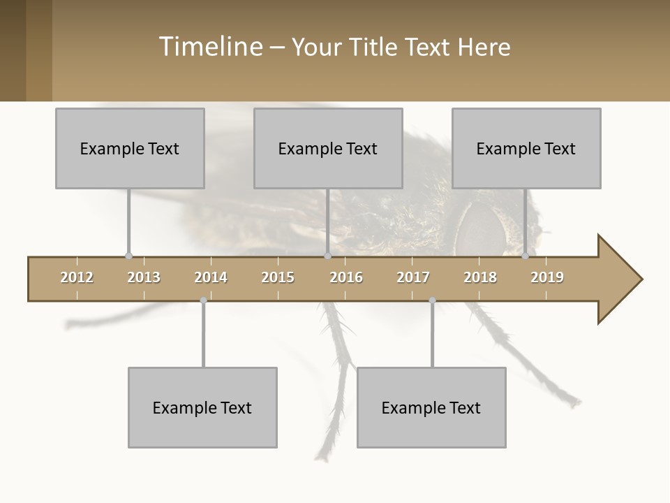 A Close Up Of A Fly On A White Background PowerPoint Template