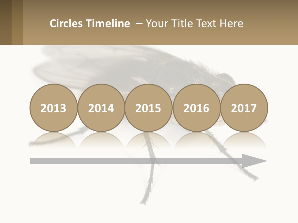 A Close Up Of A Fly On A White Background PowerPoint Template