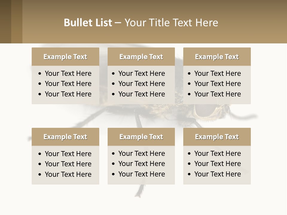 A Close Up Of A Fly On A White Background PowerPoint Template