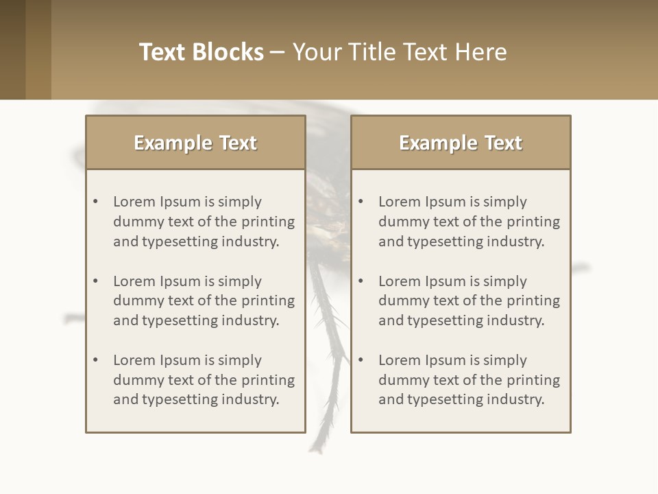 A Close Up Of A Fly On A White Background PowerPoint Template