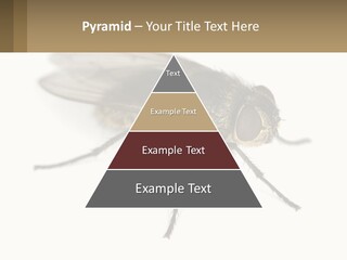 A Close Up Of A Fly On A White Background PowerPoint Template