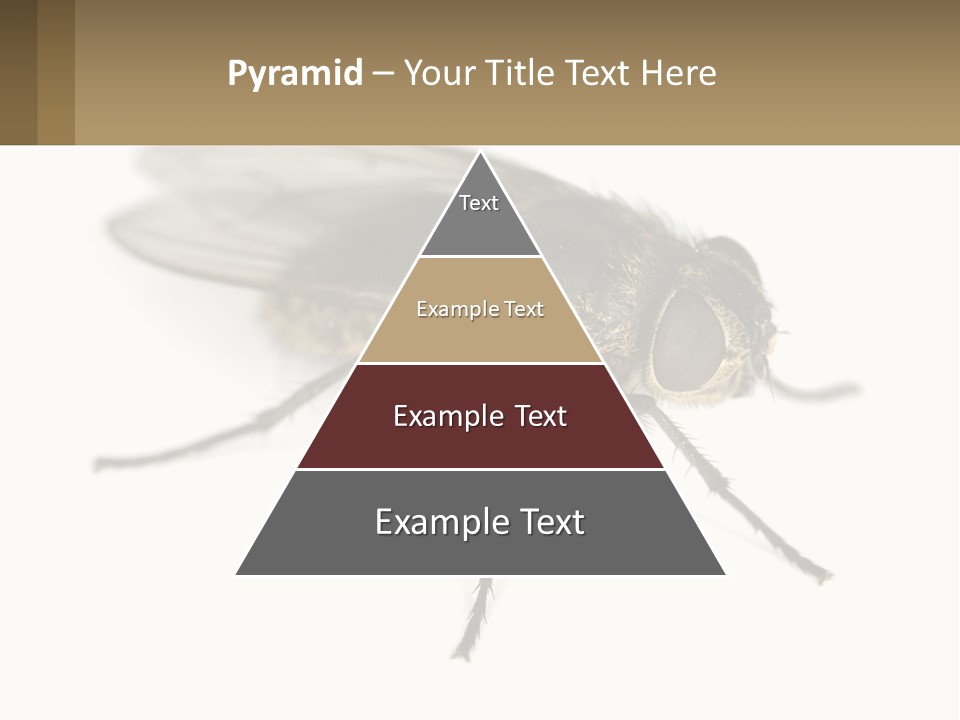 A Close Up Of A Fly On A White Background PowerPoint Template