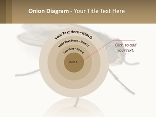 A Close Up Of A Fly On A White Background PowerPoint Template