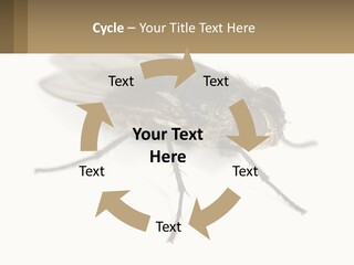 A Close Up Of A Fly On A White Background PowerPoint Template
