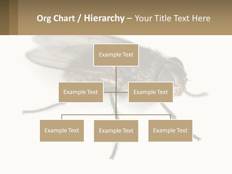A Close Up Of A Fly On A White Background PowerPoint Template