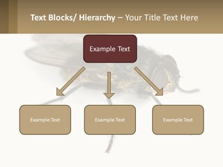 A Close Up Of A Fly On A White Background PowerPoint Template