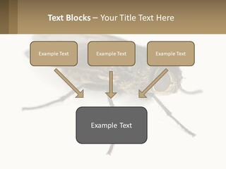 A Close Up Of A Fly On A White Background PowerPoint Template