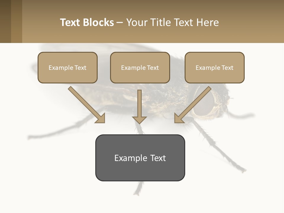A Close Up Of A Fly On A White Background PowerPoint Template