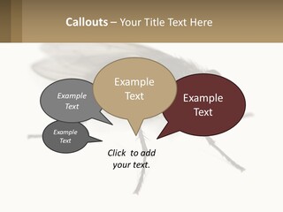 A Close Up Of A Fly On A White Background PowerPoint Template