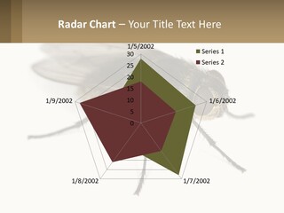 A Close Up Of A Fly On A White Background PowerPoint Template