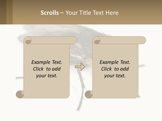 A Close Up Of A Fly On A White Background PowerPoint Template