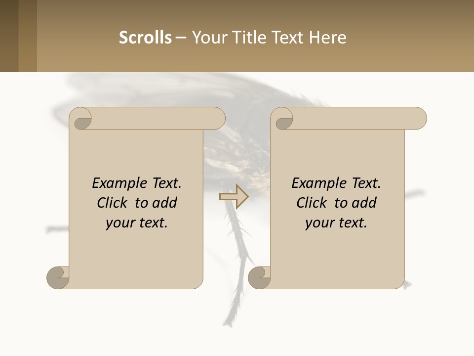 A Close Up Of A Fly On A White Background PowerPoint Template