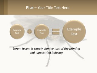 A Close Up Of A Fly On A White Background PowerPoint Template