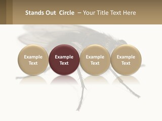 A Close Up Of A Fly On A White Background PowerPoint Template