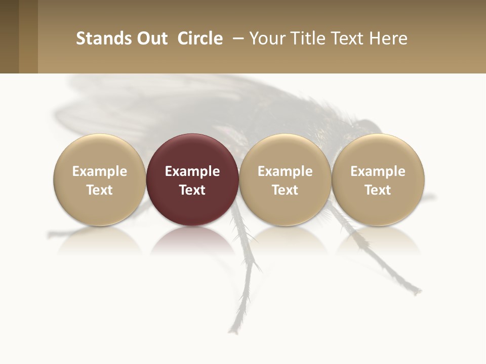 A Close Up Of A Fly On A White Background PowerPoint Template