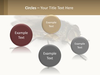 A Close Up Of A Fly On A White Background PowerPoint Template