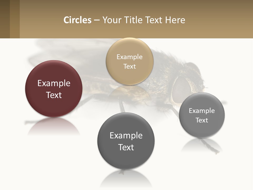 A Close Up Of A Fly On A White Background PowerPoint Template