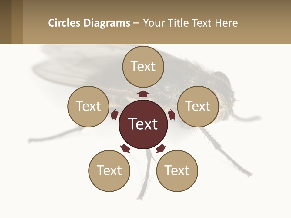 A Close Up Of A Fly On A White Background PowerPoint Template