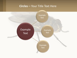 A Close Up Of A Fly On A White Background PowerPoint Template