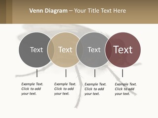 A Close Up Of A Fly On A White Background PowerPoint Template