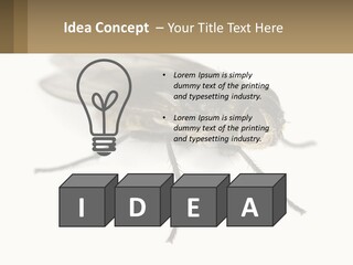 A Close Up Of A Fly On A White Background PowerPoint Template